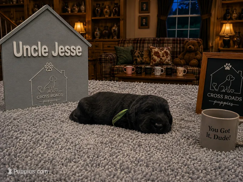 Uncle Jesse – Labradoodle puppy for sale in Lebanon, VA