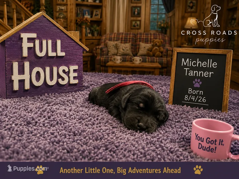 Michelle Tanner  – Labradoodle puppy for sale in Lebanon, VA