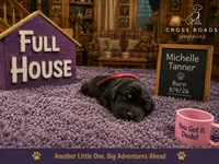 Michelle Tanner , a female Labradoodle for sale in Lebanon, VA – 1 of 1