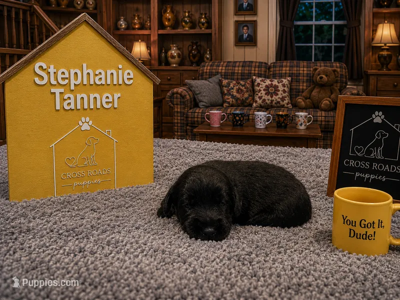 Stephanie Tanner – Labradoodle puppy for sale in Lebanon, VA
