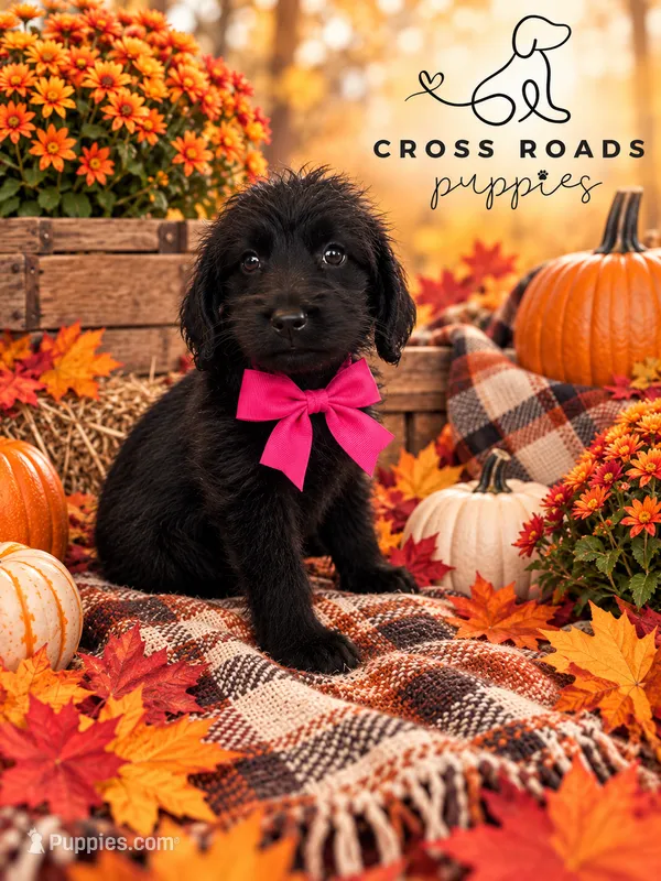 Hot Pink Collar – Labradoodle puppy for sale in Lebanon, VA
