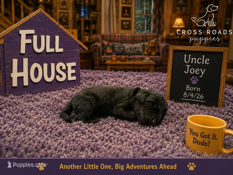 Uncle Joey – Labradoodle puppy for sale in Lebanon, VA