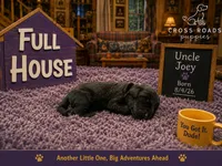 Uncle Joey, a male Labradoodle for sale in Lebanon, VA – 1 of 1