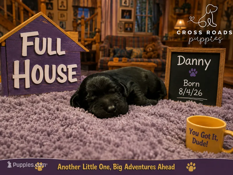 Danny Tanner – Labradoodle puppy for sale in Lebanon, VA