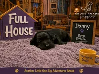 Danny Tanner, a male Labradoodle for sale in Lebanon, VA – 1 of 1