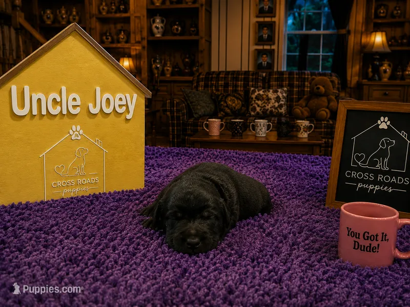 Uncle Joey – Labradoodle puppy for sale in Lebanon, VA