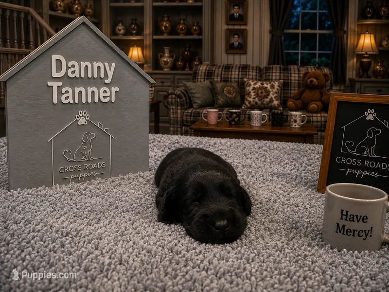 Danny Tanner – Labradoodle puppy for sale in Lebanon, VA