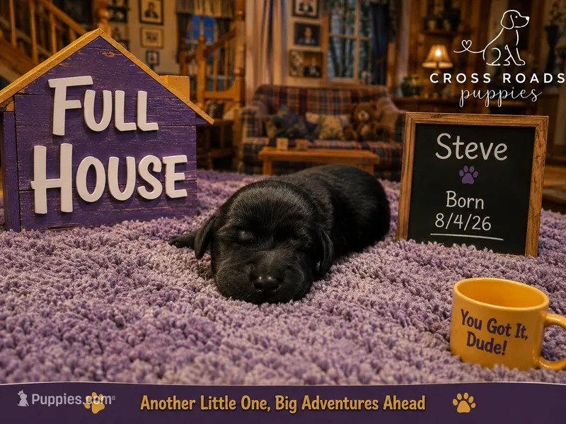 Steve – Labradoodle puppy for sale in Lebanon, VA