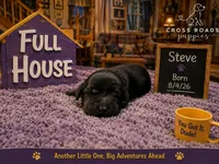 Steve, a male Labradoodle for sale in Lebanon, VA – 1 of 1