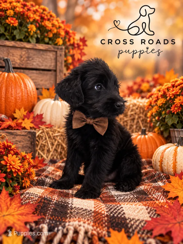 Brown Collar – Labradoodle puppy for sale in Lebanon, VA