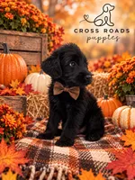 Brown Collar, a male Labradoodle for sale in Lebanon, VA – 1 of 1