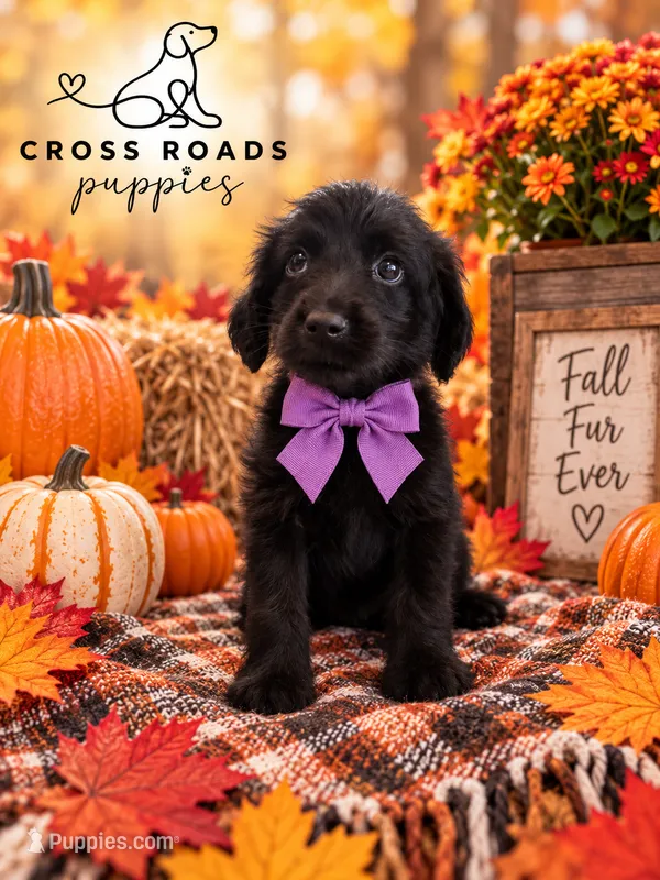 Purple Collar – Labradoodle puppy for sale in Lebanon, VA