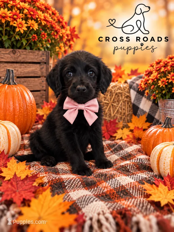 Light Pink Collar – Labradoodle puppy for sale in Lebanon, VA