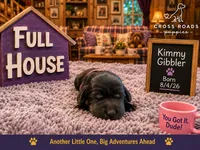 Kimmy Gibbler, a female Labradoodle for sale in Lebanon, VA – 1 of 1