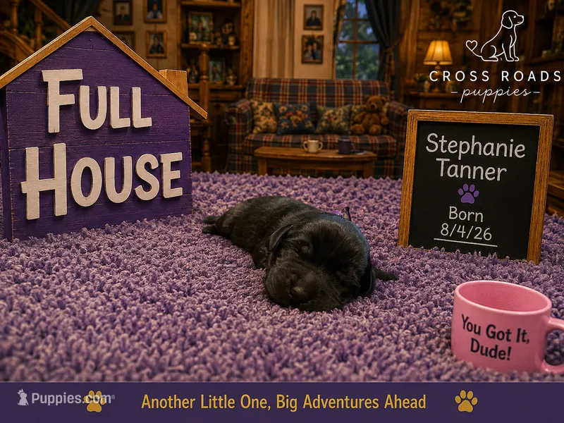 Stephanie Tanner – Labradoodle puppy for sale in Lebanon, VA