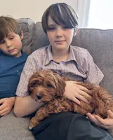 Teddy, a male Cavapoo for sale in Washington, DC – Photo 2 of 3