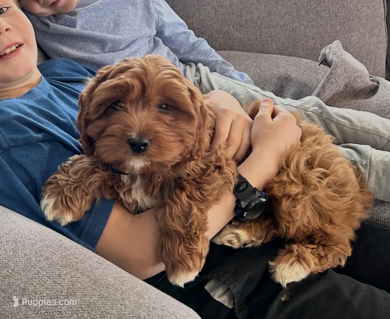 Teddy – Cavapoo puppy for sale in Washington, DC