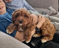 Teddy, a male Cavapoo for sale in Washington, DC – Photo 1 of 3