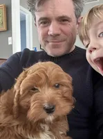 Teddy, a male Cavapoo for sale in Washington, DC – Photo 3 of 3