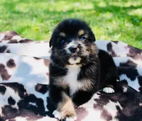 Orange , a male Australian Shepherd for sale in Kingston, OH – 5 of 5