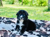 Dark green , a male Australian Shepherd for sale in Kingston, OH – 3 of 4