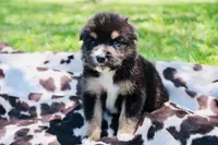 Orange , a male Australian Shepherd for sale in Kingston, OH – 2 of 5