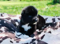 Yellow , a male Australian Shepherd for sale in Kingston, OH – 4 of 4