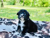 Dark green , a male Australian Shepherd for sale in Kingston, OH – 4 of 4