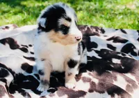 Red, a male Australian Shepherd for sale in Kingston, OH – 2 of 4