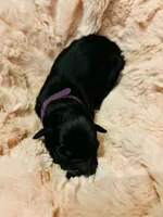 Purple , a female Australian Shepherd for sale in Kingston, OH – 1 of 1