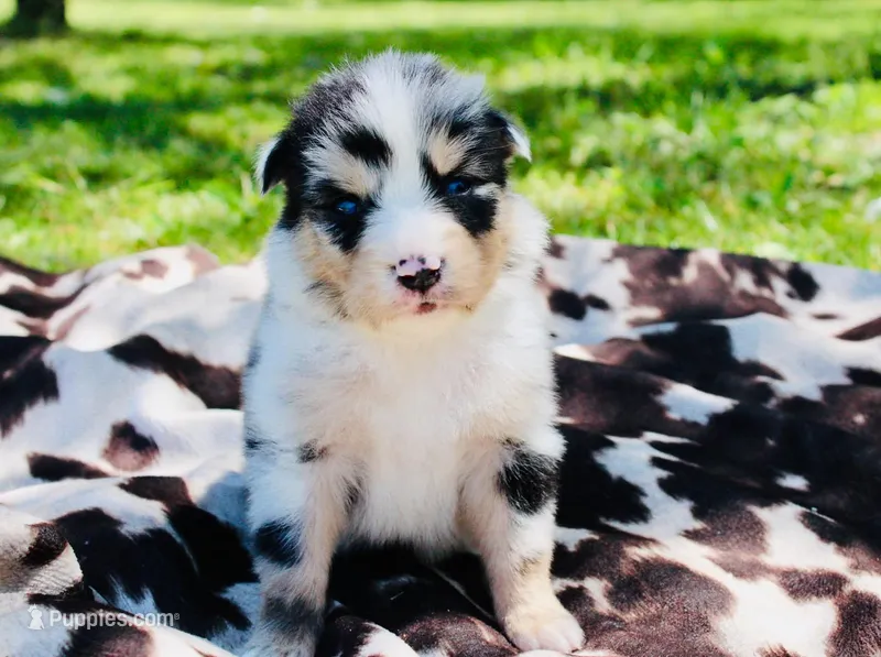 Red – Australian Shepherd puppy for sale in Kingston, OH