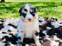Red, a male Australian Shepherd for sale in Kingston, OH – 1 of 4