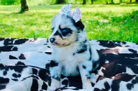 Magenta , a female Australian Shepherd for sale in Kingston, OH – 2 of 4