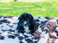 Dark green , a male Australian Shepherd for sale in Kingston, OH – 1 of 4
