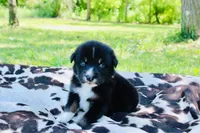 Dark green , a male Australian Shepherd for sale in Kingston, OH – 2 of 4