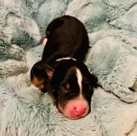 Blue , a male Australian Shepherd for sale in Kingston, OH – 1 of 1