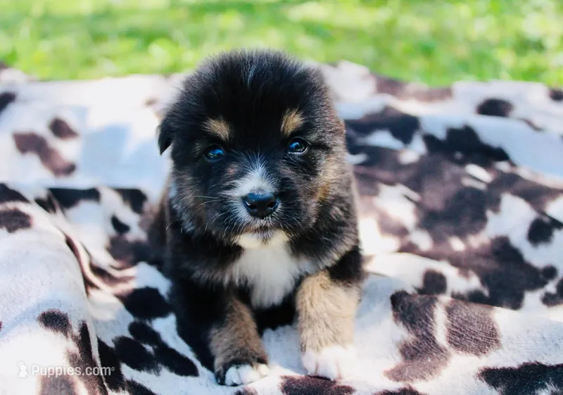 Orange  – Australian Shepherd puppy for sale in Kingston, OH