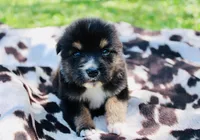 Orange , a male Australian Shepherd for sale in Kingston, OH – 1 of 5