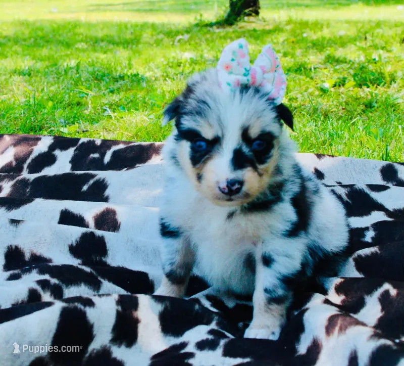 Magenta  – Australian Shepherd puppy for sale in Kingston, OH