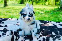 Magenta , a female Australian Shepherd for sale in Kingston, OH – 4 of 4