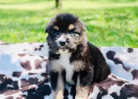 Orange , a male Australian Shepherd for sale in Kingston, OH – 4 of 5