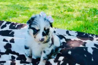 Magenta , a female Australian Shepherd for sale in Kingston, OH – 3 of 4