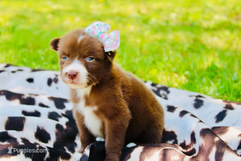 Light purple  – Australian Shepherd puppy for sale in Kingston, OH
