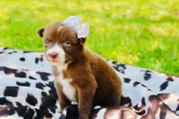 Light purple , a female Australian Shepherd for sale in Kingston, OH – 1 of 4