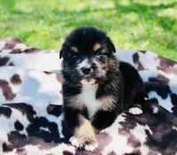 Orange , a male Australian Shepherd for sale in Kingston, OH – 3 of 5