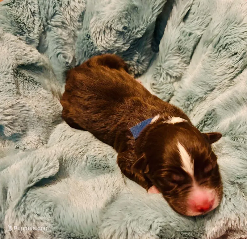 Red – Australian Shepherd puppy for sale in Kingston, OH