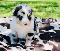Red, a male Australian Shepherd for sale in Kingston, OH – 3 of 4