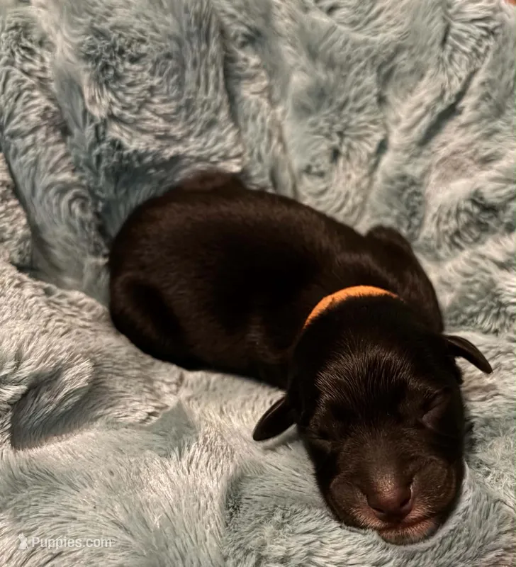 Orange  – Australian Shepherd puppy for sale in Kingston, OH