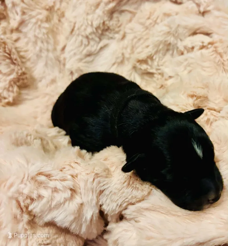 Black  – Australian Shepherd puppy for sale in Kingston, OH