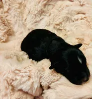 Black , a female Australian Shepherd for sale in Kingston, OH – 1 of 1
